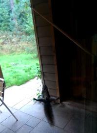 do you have pesky neighborhood ...